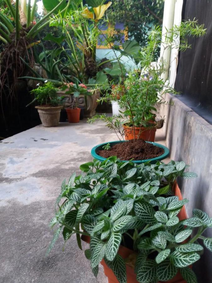 Mazz Homestay Negombo Ngoại thất bức ảnh